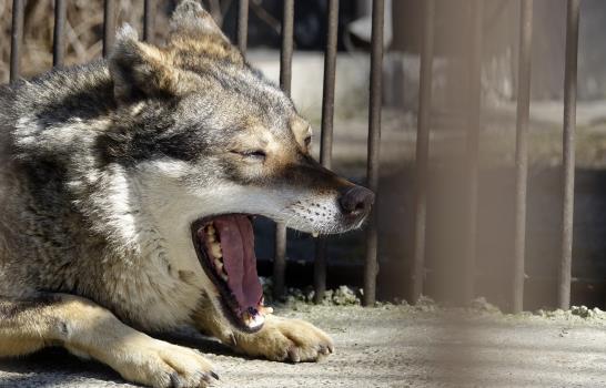 Rescatan a león y a lobo de Ucrania en medio de la guerra