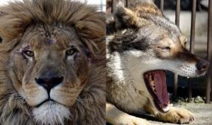 Rescatan a león y a lobo de Ucrania en medio de la guerra