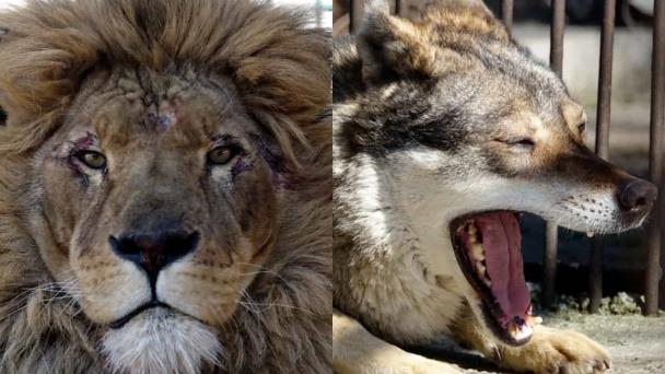 Rescatan a león y a lobo de Ucrania en medio de la guerra