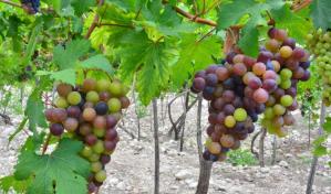 El FEDA apoya producción de uvas de la República Dominicana