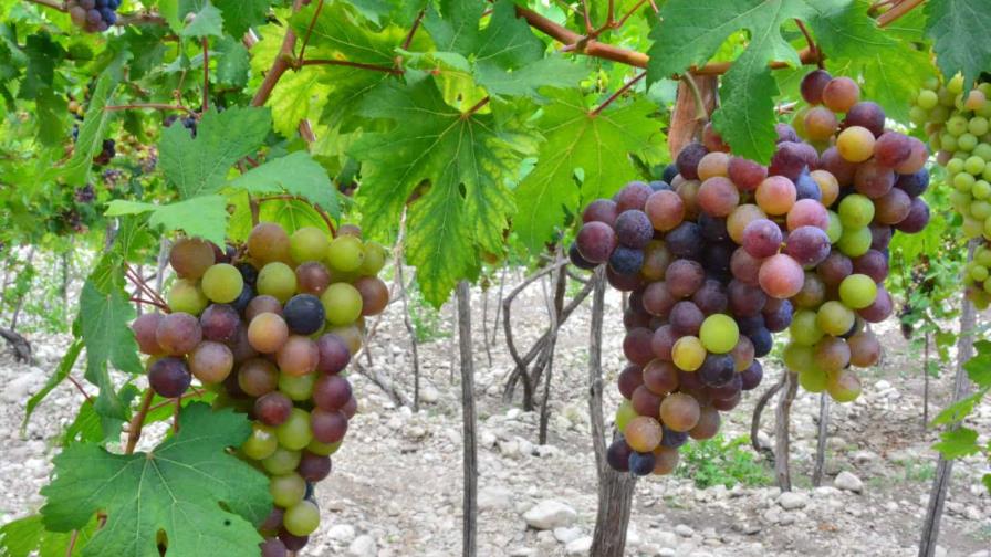 El FEDA apoya producción de uvas de la República Dominicana