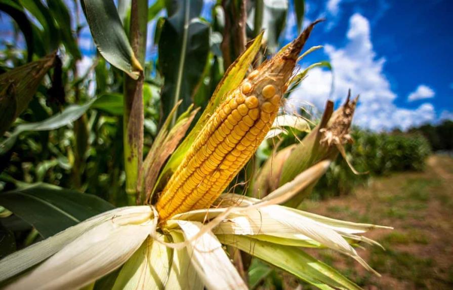 EEUU exportará más maíz, pero menos trigo, por la guerra en Ucrania