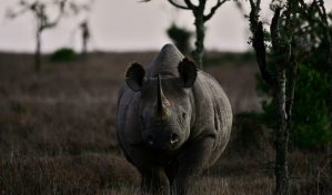 El “bono rinoceronte” irrumpe en el mercado para salvar animales sudafricanos