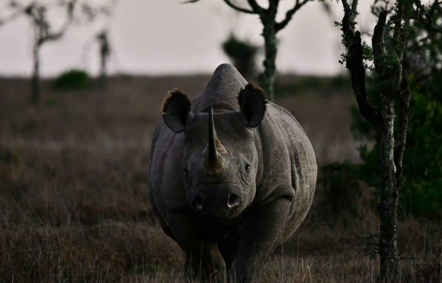 El “bono rinoceronte” irrumpe en el mercado para salvar animales sudafricanos
