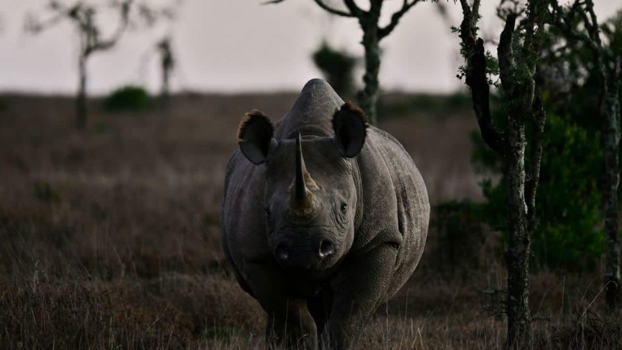 El “bono rinoceronte” irrumpe en el mercado para salvar animales sudafricanos