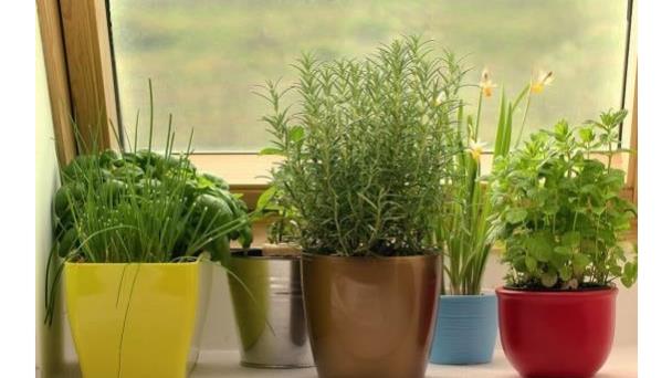 Cinco plantas que puedes sembrar en tu huerto de primavera