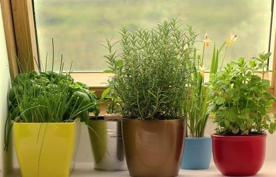 Cinco plantas que puedes sembrar en tu huerto de primavera