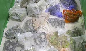 Acusan a hombre de contrabandear 1,700 reptiles en EEUU