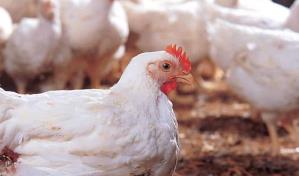 Autoridades dominicanas monitorean brote de influenza aviar en países europeos y EE.UU.