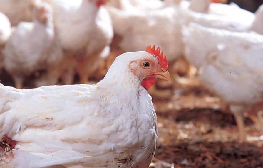 Autoridades dominicanas monitorean brote de influenza aviar en países europeos y EE.UU.