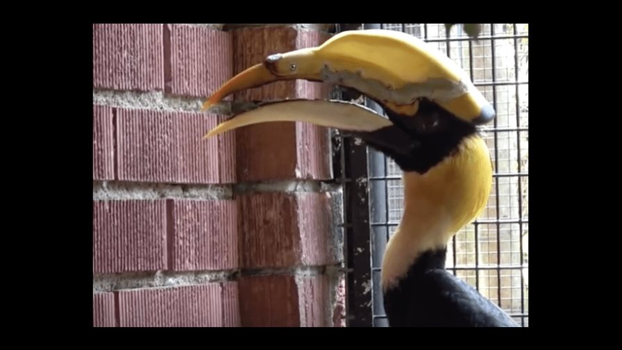 Operan con éxito a ave con cáncer a partir de impresora 3D en zoo de Florida