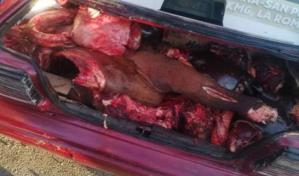 Apresan hombre con carne de caballo en el ba&uacute;l de su carro en El Seibo
