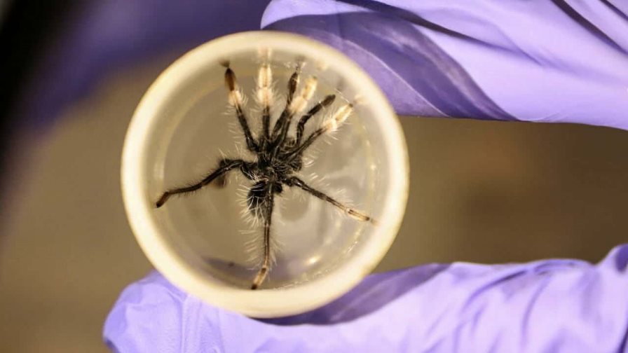 Autoridades decomisan en aeropuerto de Bogotá más de 140 tarántulas con destino a México