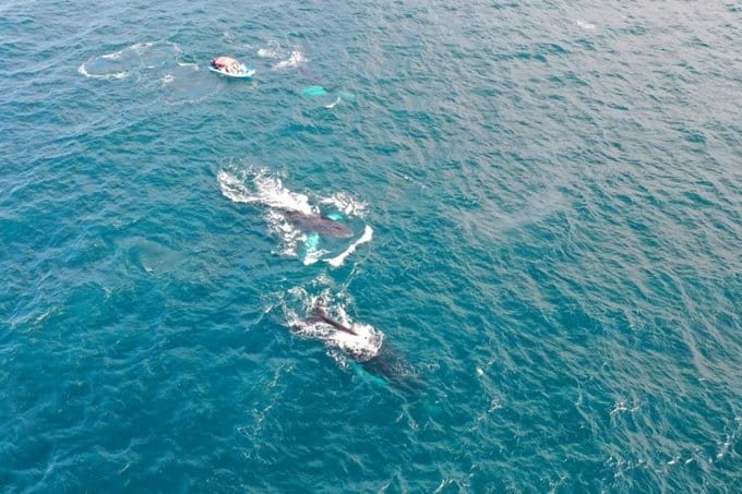 Más de 100 mil personas disfrutaron de las ballenas jorobadas en Samaná