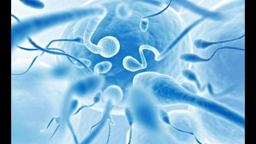 Científicos de Florida crean chip para separar los espermatozoides buenos Científicos de Florida crean chip para separar los espermatozoides buenos