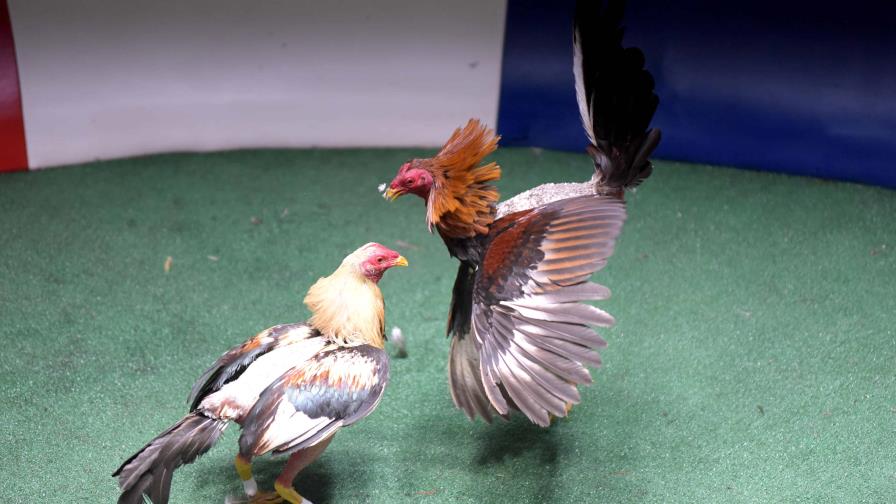 Santiago es sede de torneo Mundial de Gallos Recortados