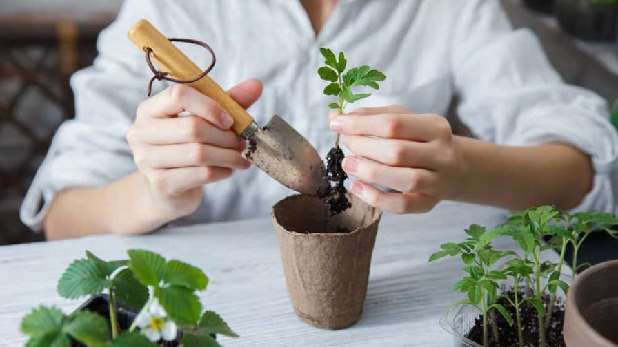 Cómo puedes preparar tus semilleros caseros Cómo puedes preparar tus semilleros caseros