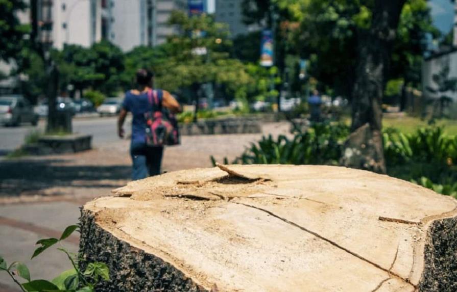 Caracas, una ciudad verde amenazada por la tala