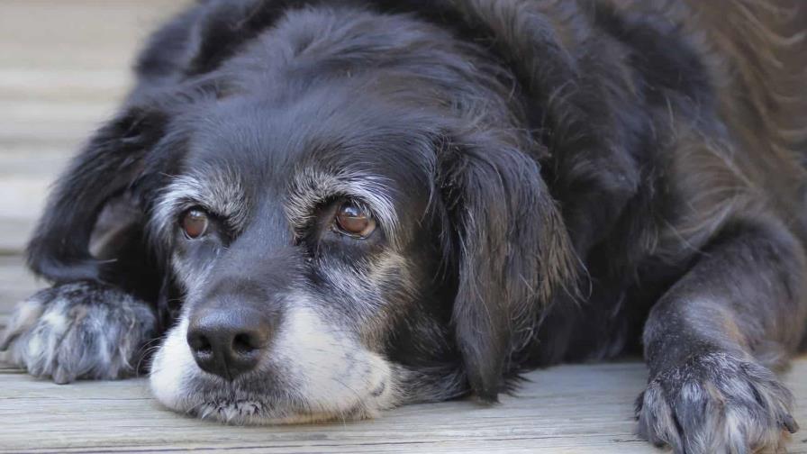 Mi perro está viejo Mi perro está viejo