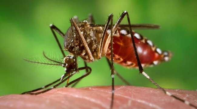 Aumentan casos de dengue y se reducen los de malaria en primeros meses de 2022