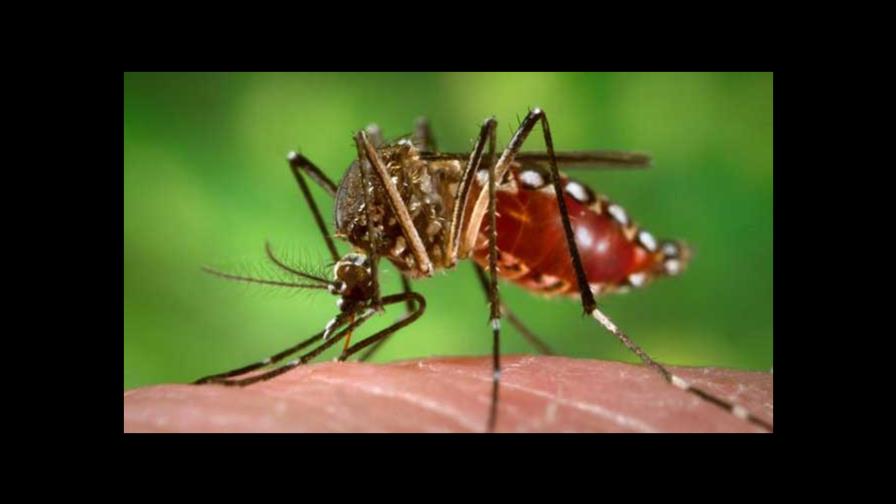 Aumentan casos de dengue y se reducen los de malaria en primeros meses de 2022