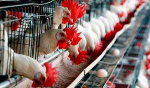 Avicultores reiteran rechazo al proyecto de ley de tasa cero y llaman al diálogo