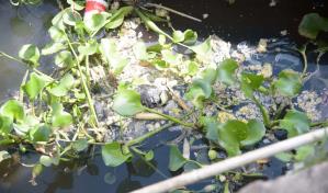 Organizaciones de La Zurza denuncian contaminación del río Ozama