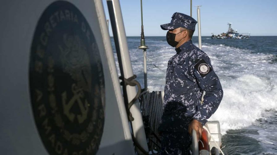 México en busca de un “milagro” que salve a la vaquita marina de la extinción