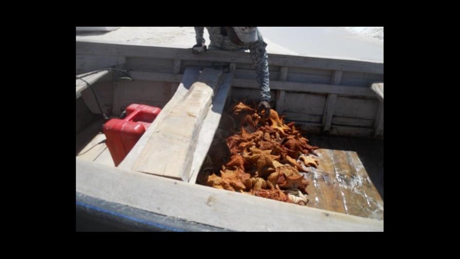 Denuncian que haitianos realizan pesca masiva de estrellas de mar y langostas en Pedernales