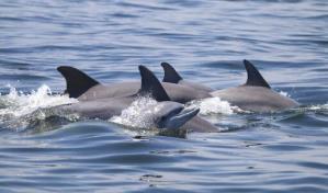 Un equipo de científicos encuentra microplásticos en el aire exhalado por los delfines