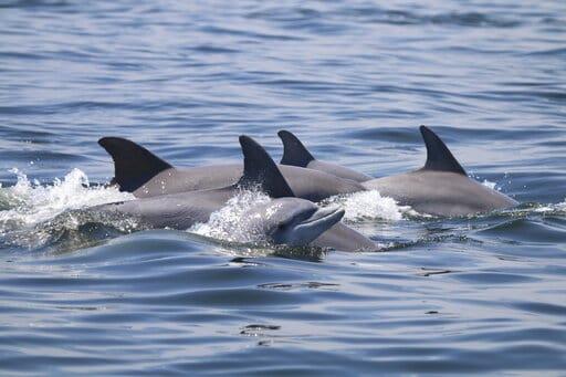 Los delfines crean grandes alianzas como los humanos