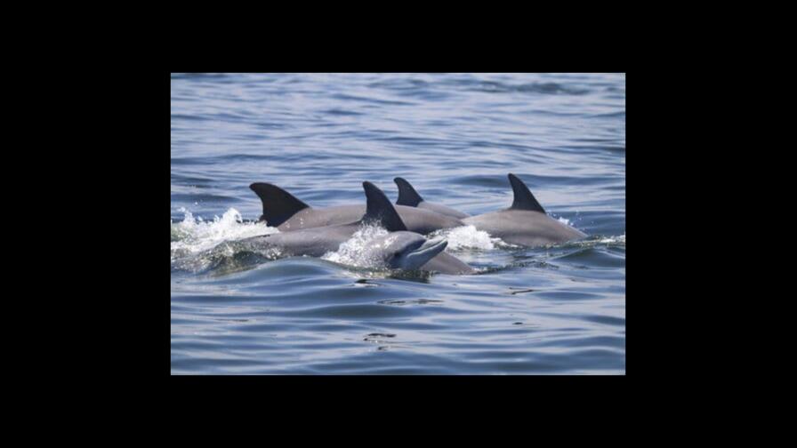 Un equipo de científicos encuentra microplásticos en el aire exhalado por los delfines