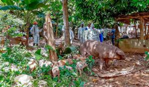 IICA apoya acciones de Hait&iacute;, RD y EE.UU. para erradicar la peste porcina africana