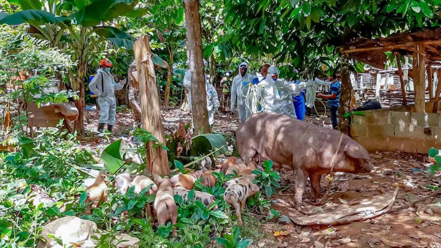 IICA apoya acciones de Haití, RD y EE.UU. para erradicar la peste porcina africana