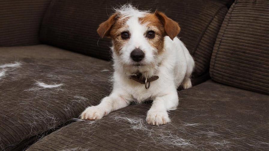 Formas de quitar el pelo de tu mascota de los muebles Formas de quitar el pelo de tu mascota de los muebles