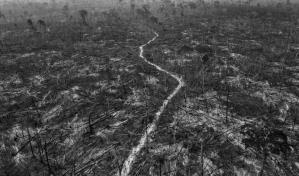 Récord de alertas de deforestación en Amazonía brasileña entre enero y marzo