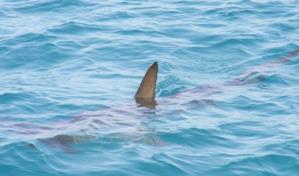 Un adolescente est&aacute; hospitalizado por la mordedura de un tibur&oacute;n en Florida