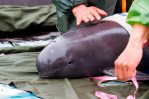 Comisión ambiental aconseja abrir un expediente sobre la vaquita marina Comisión ambiental aconseja abrir un expediente sobre la vaquita marina