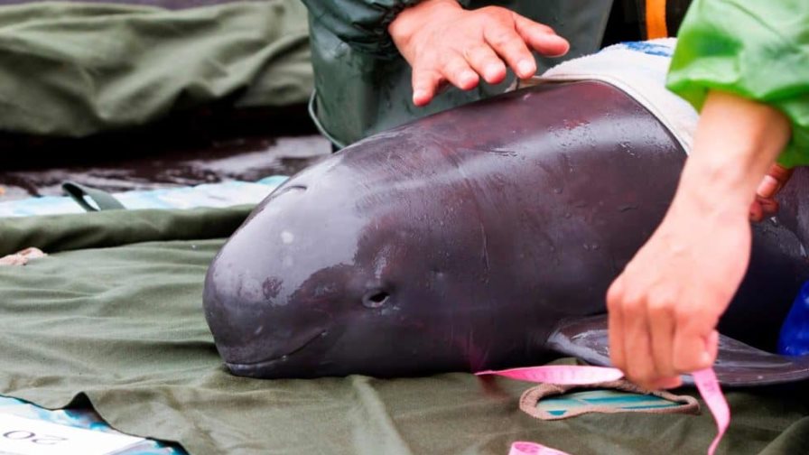 Comisión ambiental aconseja abrir un expediente sobre la vaquita marina