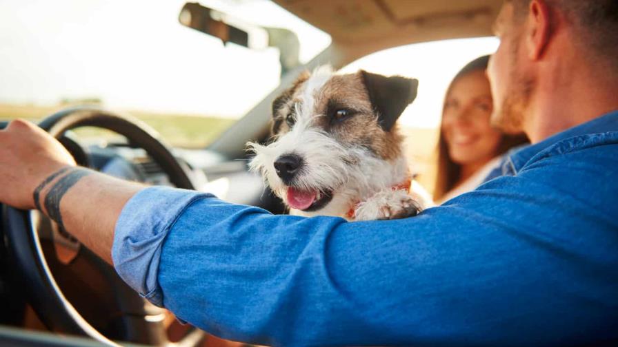 Semana Santa: ¿Qué hago con mi perro?