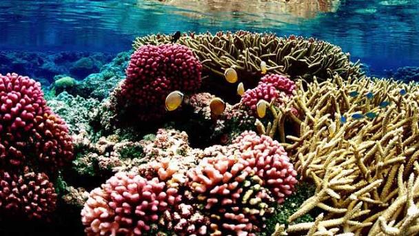 La Unesco lanza un plan para mejorar la resistencia de los arrecifes de coral