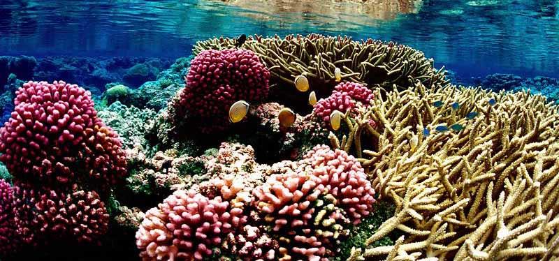 La Unesco lanza un plan para mejorar la resistencia de los arrecifes de coral