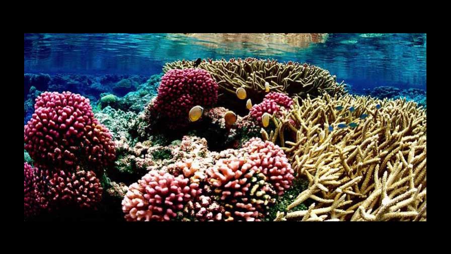 La Unesco lanza un plan para mejorar la resistencia de los arrecifes de coral