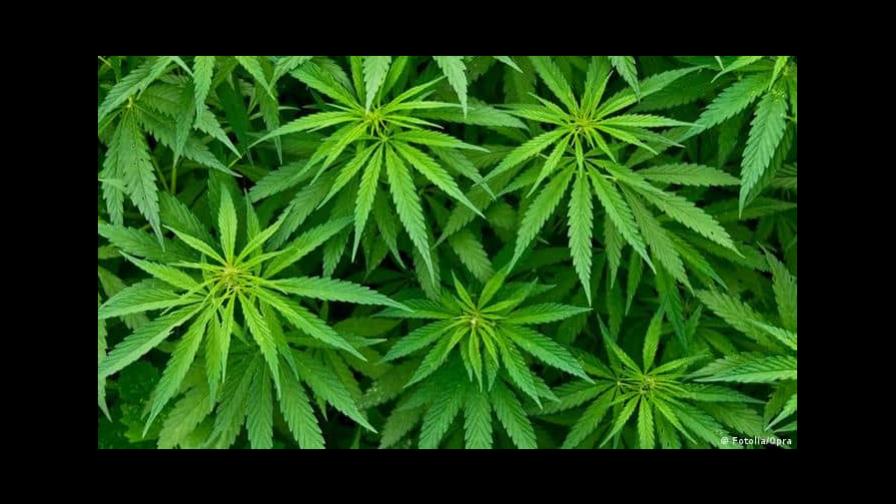 Nueva Jersey comenzará la venta recreativa de marihuana el 21 de abril Nueva Jersey comenzará la venta recreativa de marihuana el 21 de abril