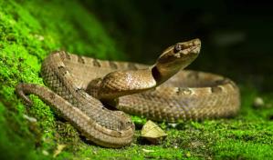 Muere hombre por mordedura de serpiente en EEUU