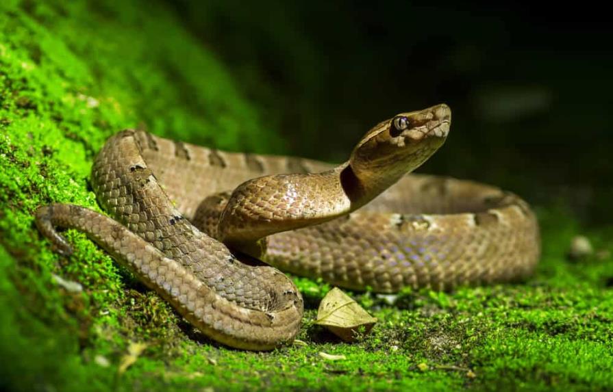 Muere hombre por mordedura de serpiente en EEUU