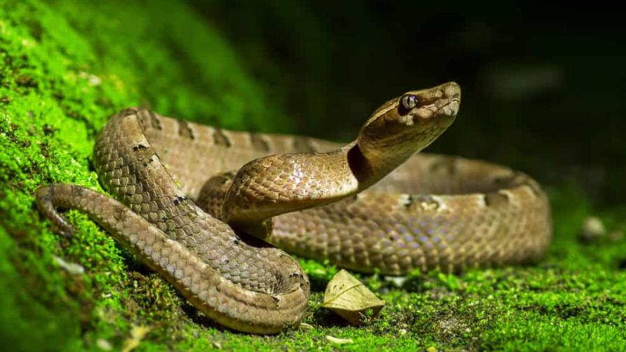 Muere hombre por mordedura de serpiente en EEUU