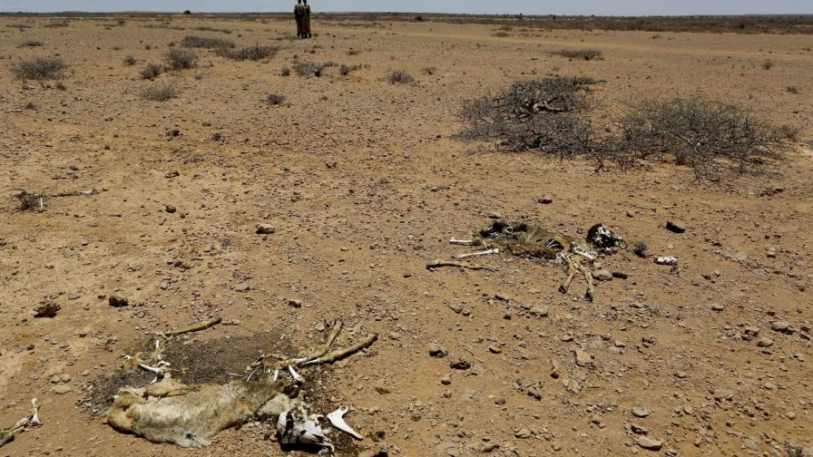 La sequía en Somalia desplaza a 745,000 personas desde el inicio de 2021 La sequía en Somalia desplaza a 745,000 personas desde el inicio de 2021