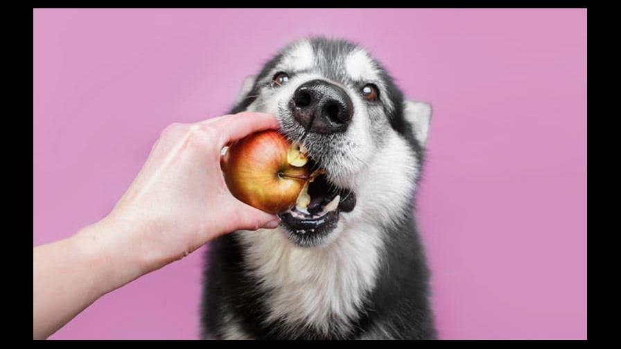 Perros: qué frutas conviene darle y cuáles no