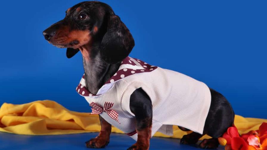 ¿Hay que vestir al perro? ¿Hay que vestir al perro?